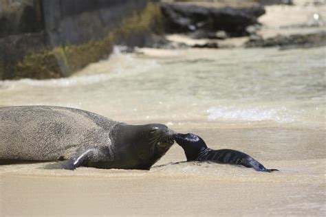 Hawaii reopens popular stretch of Waikiki beach after endangered monk seal pup weans